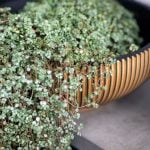 Detail plantenbak capi groove black & gold