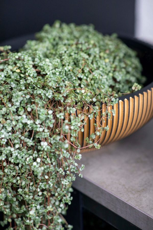 Detail plantenbak capi groove black & gold