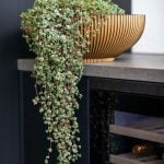 Plantenschaal binnen bloempot van collectie Capi groove goud