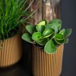 sfeerbeeld van een capi groove goud bloempot met een plantje