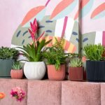 capi groove mix met verschillende kleuren bloempotten - in een vrolijk interieur